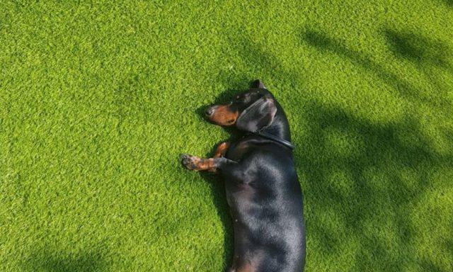 Artificial grass for dogs - Easigrass Cambridge & East Anglia