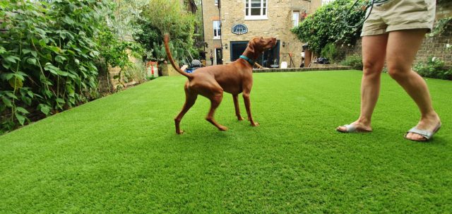 Artificial grass for dogs - Easigrass Cambridge & East Anglia
