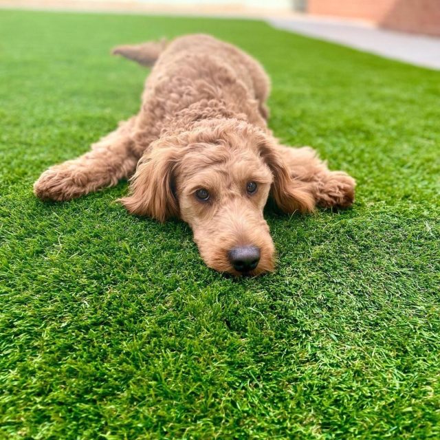 Artificial grass for dogs - Easigrass Cambridge & East Anglia
