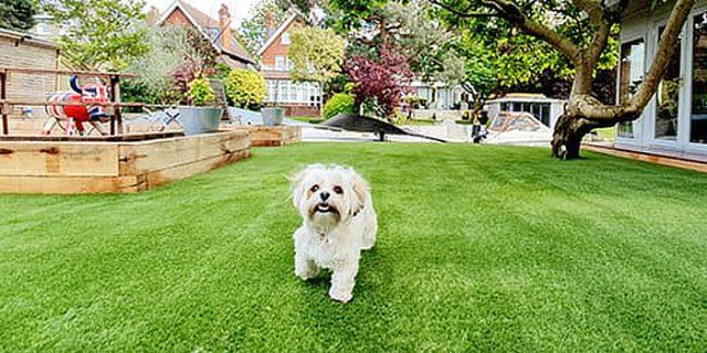 Artificial grass for dogs - Easigrass Cambridge & East Anglia
