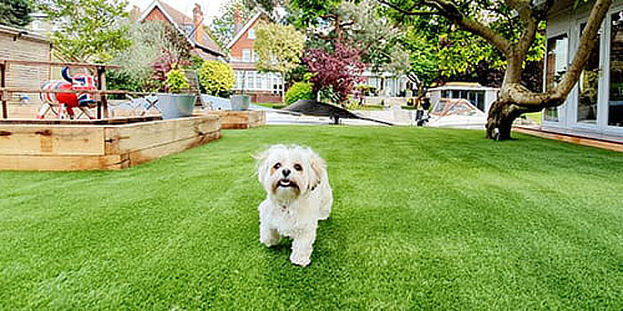 dog on fake grass